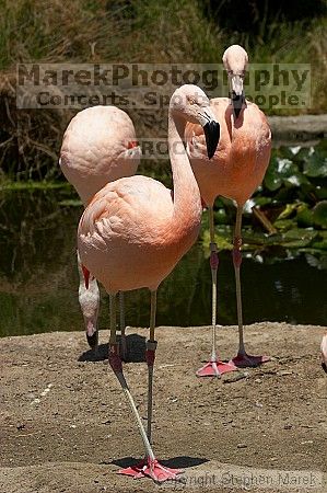 Pink flamingos at the San Francisco Zoo.

Filename: srm_20050529_163202_8_std.jpg
Aperture: f/10.0
Shutter Speed: 1/500
Body: Canon EOS 20D
Lens: Canon EF 80-200mm f/2.8 L
