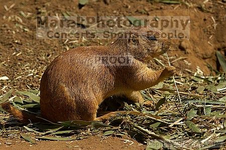 Prarie dogs at the San Francisco Zoo.

Filename: srm_20050529_184436_8_std.jpg
Aperture: f/7.1
Shutter Speed: 1/1000
Body: Canon EOS 20D
Lens: Canon EF 80-200mm f/2.8 L