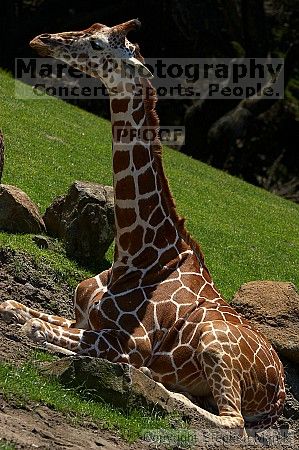 Giraffee at the San Francisco Zoo.

Filename: srm_20050529_153054_9_std.jpg
Aperture: f/5.6
Shutter Speed: 1/500
Body: Canon EOS 20D
Lens: Canon EF 80-200mm f/2.8 L
