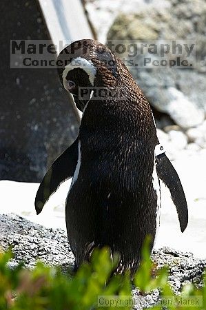 Penguins at the San Francisco Zoo.

Filename: srm_20050529_164244_6_std.jpg
Aperture: f/5.6
Shutter Speed: 1/100
Body: Canon EOS 20D
Lens: Canon EF 80-200mm f/2.8 L