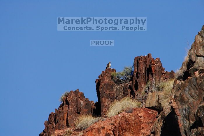A large bird of prey (maybe an eagle) seen while hiking to the Phantom Ranch overlook, while backpacking the Grand Canyon with Beth, Friday, January 2, 2009.

Filename: SRM_20090102_14190266.JPG
Aperture: f/11.0
Shutter Speed: 1/1250
Body: Canon EOS-1D Mark II
Lens: Canon EF 100-400mm f/4.5-5.6 L IS USM w/ 1.4x II TC