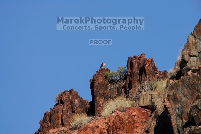 A large bird of prey (maybe an eagle) seen while hiking to the Phantom Ranch overlook, while backpacking the Grand Canyon with Beth, Friday, January 2, 2009.

Filename: SRM_20090102_14190267.JPG
Aperture: f/11.0
Shutter Speed: 1/1250
Body: Canon EOS-1D Mark II
Lens: Canon EF 100-400mm f/4.5-5.6 L IS USM w/ 1.4x II TC