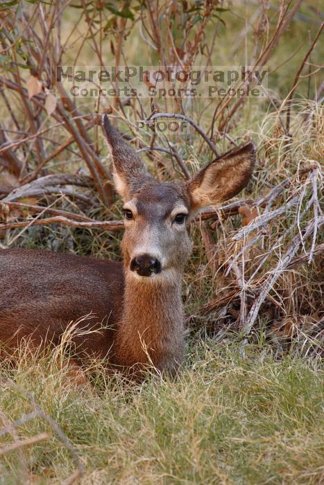 Mule deer, seen while backpacking the Grand Canyon with Beth, New Years 2009.

Filename: SRM_20090102_09551460.JPG
Aperture: f/8.0
Shutter Speed: 1/100
Body: Canon EOS-1D Mark II
Lens: Canon EF 100-400mm f/4.5-5.6 L IS USM