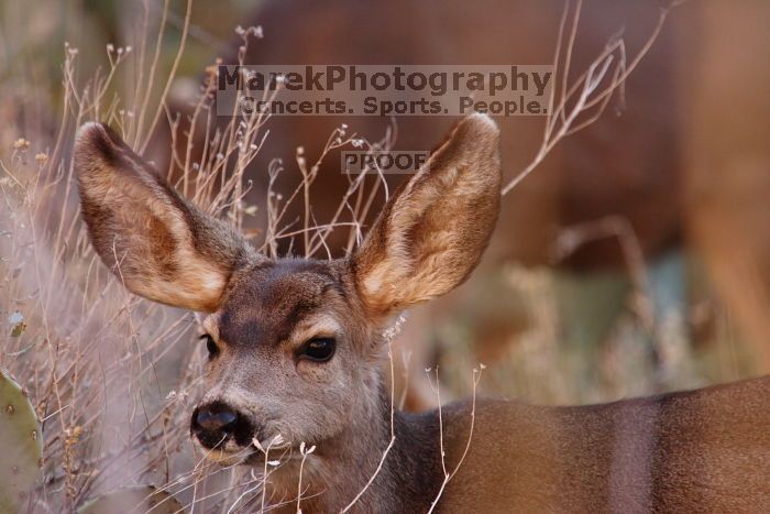 Mule deer, seen while backpacking the Grand Canyon with Beth, New Years 2009.

Filename: SRM_20090102_11250642.JPG
Aperture: f/8.0
Shutter Speed: 1/160
Body: Canon EOS-1D Mark II
Lens: Canon EF 100-400mm f/4.5-5.6 L IS USM w/ 1.4x II TC