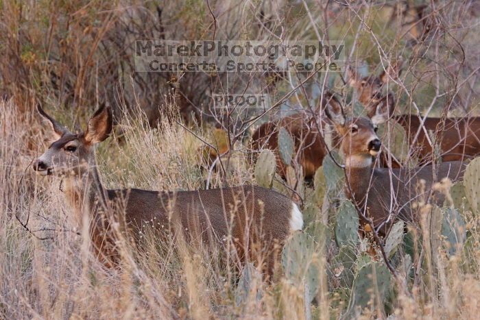 Mule deer, seen while backpacking the Grand Canyon with Beth, New Years 2009.

Filename: SRM_20090102_11265252.JPG
Aperture: f/8.0
Shutter Speed: 1/320
Body: Canon EOS-1D Mark II
Lens: Canon EF 100-400mm f/4.5-5.6 L IS USM w/ 1.4x II TC