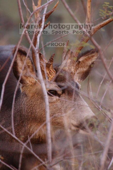 Buck mule deer, seen while backpacking the Grand Canyon with Beth, New Years 2009.

Filename: SRM_20090102_11331158.JPG
Aperture: f/8.0
Shutter Speed: 1/320
Body: Canon EOS-1D Mark II
Lens: Canon EF 100-400mm f/4.5-5.6 L IS USM w/ 1.4x II TC