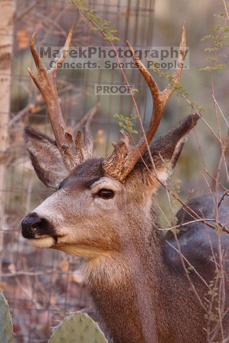 Buck mule deer, seen while backpacking the Grand Canyon with Beth, New Years 2009.

Filename: SRM_20090102_11343864.JPG
Aperture: f/8.0
Shutter Speed: 1/320
Body: Canon EOS-1D Mark II
Lens: Canon EF 100-400mm f/4.5-5.6 L IS USM w/ 1.4x II TC