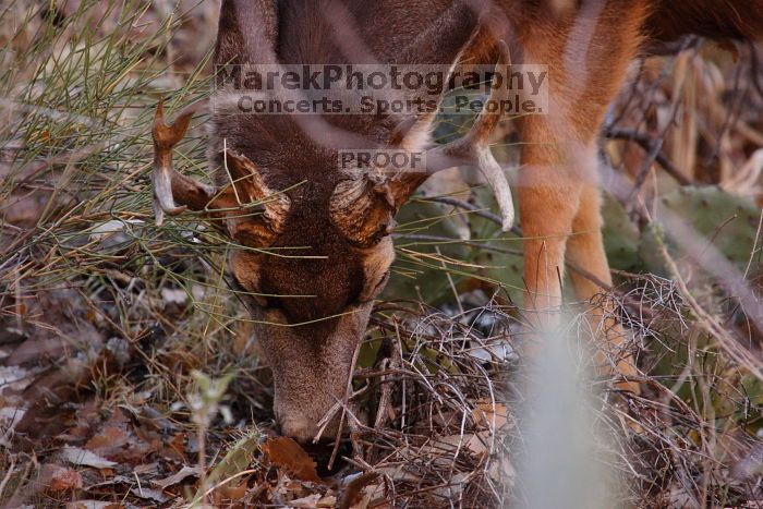 Buck mule deer, seen while backpacking the Grand Canyon with Beth, New Years 2009.

Filename: SRM_20090102_11384268.JPG
Aperture: f/8.0
Shutter Speed: 1/320
Body: Canon EOS-1D Mark II
Lens: Canon EF 100-400mm f/4.5-5.6 L IS USM