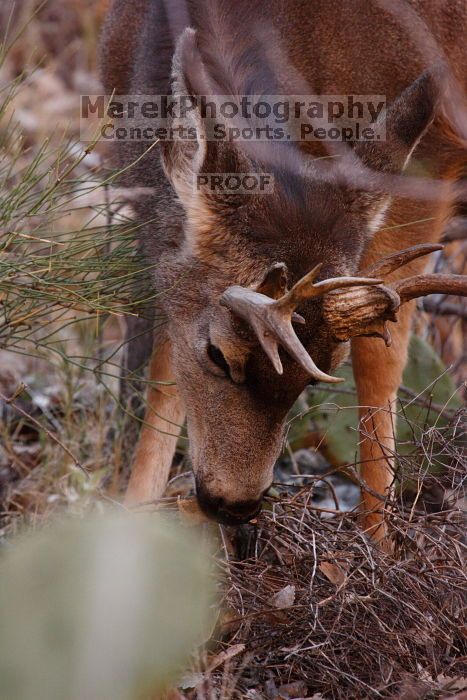 Buck mule deer, seen while backpacking the Grand Canyon with Beth, New Years 2009.

Filename: SRM_20090102_11390273.JPG
Aperture: f/8.0
Shutter Speed: 1/320
Body: Canon EOS-1D Mark II
Lens: Canon EF 100-400mm f/4.5-5.6 L IS USM