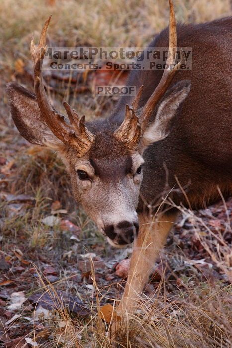Buck mule deer, seen while backpacking the Grand Canyon with Beth, New Years 2009.

Filename: SRM_20090102_11400876.JPG
Aperture: f/8.0
Shutter Speed: 1/320
Body: Canon EOS-1D Mark II
Lens: Canon EF 100-400mm f/4.5-5.6 L IS USM