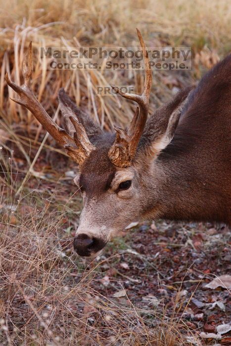Buck mule deer, seen while backpacking the Grand Canyon with Beth, New Years 2009.

Filename: SRM_20090102_11403980.JPG
Aperture: f/8.0
Shutter Speed: 1/320
Body: Canon EOS-1D Mark II
Lens: Canon EF 100-400mm f/4.5-5.6 L IS USM