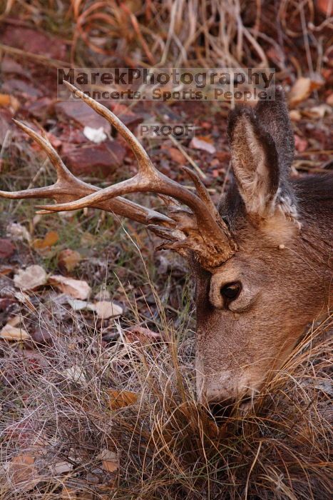 Buck mule deer, seen while backpacking the Grand Canyon with Beth, New Years 2009.

Filename: SRM_20090102_11412984.JPG
Aperture: f/8.0
Shutter Speed: 1/320
Body: Canon EOS-1D Mark II
Lens: Canon EF 100-400mm f/4.5-5.6 L IS USM
