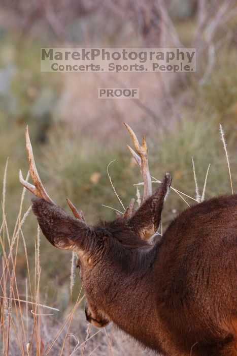 Buck mule deer, seen while backpacking the Grand Canyon with Beth, New Years 2009.

Filename: SRM_20090102_11415388.JPG
Aperture: f/8.0
Shutter Speed: 1/320
Body: Canon EOS-1D Mark II
Lens: Canon EF 100-400mm f/4.5-5.6 L IS USM