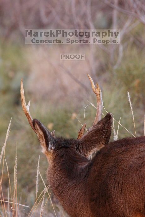 Buck mule deer, seen while backpacking the Grand Canyon with Beth, New Years 2009.

Filename: SRM_20090102_11415689.JPG
Aperture: f/8.0
Shutter Speed: 1/320
Body: Canon EOS-1D Mark II
Lens: Canon EF 100-400mm f/4.5-5.6 L IS USM