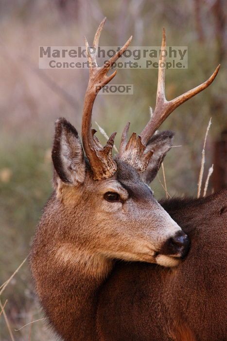 Buck mule deer, seen while backpacking the Grand Canyon with Beth, New Years 2009.

Filename: SRM_20090102_11420494.JPG
Aperture: f/8.0
Shutter Speed: 1/320
Body: Canon EOS-1D Mark II
Lens: Canon EF 100-400mm f/4.5-5.6 L IS USM