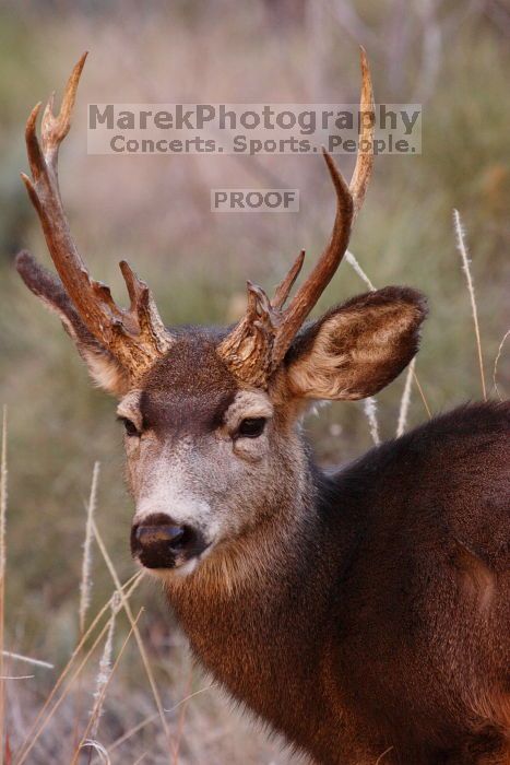 Buck mule deer, seen while backpacking the Grand Canyon with Beth, New Years 2009.

Filename: SRM_20090102_11420799.JPG
Aperture: f/8.0
Shutter Speed: 1/320
Body: Canon EOS-1D Mark II
Lens: Canon EF 100-400mm f/4.5-5.6 L IS USM