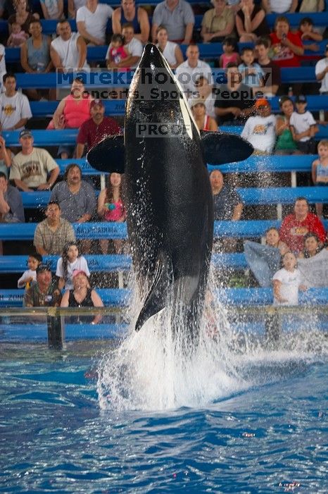 Shamu and Namu in the Believe show at Sea World, San Antonio.

Filename: SRM_20060423_125516_0.jpg
Aperture: f/2.8
Shutter Speed: 1/320
Body: Canon EOS 20D
Lens: Canon EF 80-200mm f/2.8 L