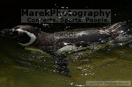 Penguins at the San Francisco Zoo.

Filename: srm_20050529_164206_2_std.jpg
Aperture: f/5.6
Shutter Speed: 1/1000
Body: Canon EOS 20D
Lens: Canon EF 80-200mm f/2.8 L