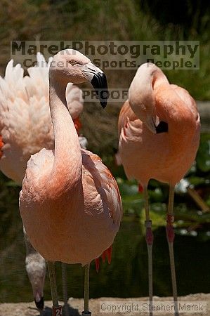 Pink flamingos at the San Francisco Zoo.

Filename: srm_20050529_163200_7_std.jpg
Aperture: f/10.0
Shutter Speed: 1/1000
Body: Canon EOS 20D
Lens: Canon EF 80-200mm f/2.8 L