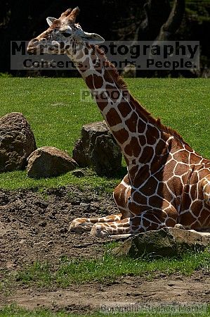 Giraffee at the San Francisco Zoo.

Filename: srm_20050529_153030_8_std.jpg
Aperture: f/5.6
Shutter Speed: 1/500
Body: Canon EOS 20D
Lens: Canon EF 80-200mm f/2.8 L