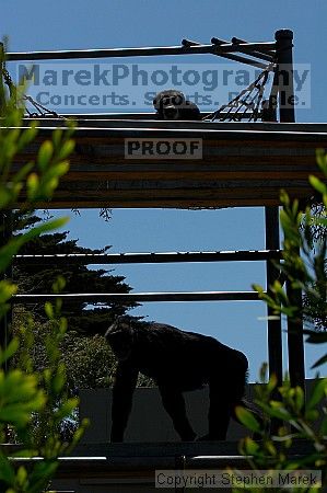 Visit to San Francisco Zoo.

Filename: srm_20050529_163432_9_std.jpg
Aperture: f/7.1
Shutter Speed: 1/1600
Body: Canon EOS 20D
Lens: Canon EF 80-200mm f/2.8 L