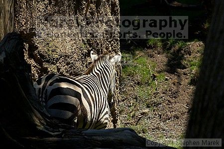 Zebra at the San Francisco Zoo.

Filename: srm_20050529_153544_5_std.jpg
Aperture: f/5.6
Shutter Speed: 1/400
Body: Canon EOS 20D
Lens: Canon EF 80-200mm f/2.8 L