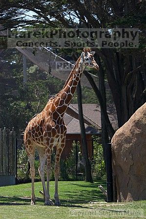 Giraffee at the San Francisco Zoo.

Filename: srm_20050529_152242_5_std.jpg
Aperture: f/4.5
Shutter Speed: 1/400
Body: Canon EOS 20D
Lens: Canon EF 80-200mm f/2.8 L