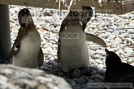 Penguins at the San Francisco Zoo.

Filename: srm_20050529_164228_3_std.jpg
Aperture: f/5.6
Shutter Speed: 1/500
Body: Canon EOS 20D
Lens: Canon EF 80-200mm f/2.8 L