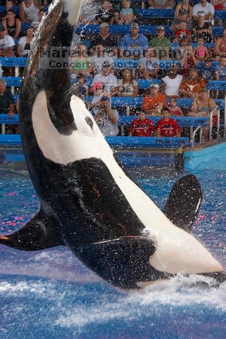 Shamu and Namu in the Believe show at Sea World, San Antonio.

Filename: SRM_20060423_125542_9.jpg
Aperture: f/4.0
Shutter Speed: 1/320
Body: Canon EOS 20D
Lens: Canon EF 80-200mm f/2.8 L