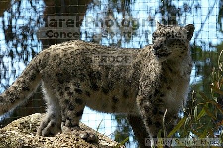 Snow leopard at the San Francisco Zoo.

Filename: srm_20050529_170848_4_std.jpg
Aperture: f/5.6
Shutter Speed: 1/200
Body: Canon EOS 20D
Lens: Canon EF 80-200mm f/2.8 L