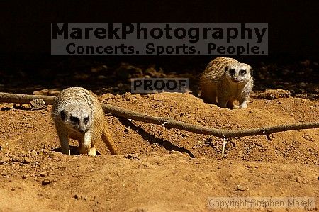 Meerkcats at the San Francisco Zoo.

Filename: srm_20050529_184756_2_std.jpg
Aperture: f/7.1
Shutter Speed: 1/640
Body: Canon EOS 20D
Lens: Canon EF 80-200mm f/2.8 L