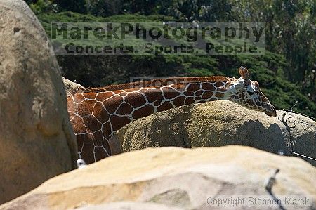 Giraffee at the San Francisco Zoo.

Filename: srm_20050529_152532_8_std.jpg
Aperture: f/4.5
Shutter Speed: 1/400
Body: Canon EOS 20D
Lens: Canon EF 80-200mm f/2.8 L