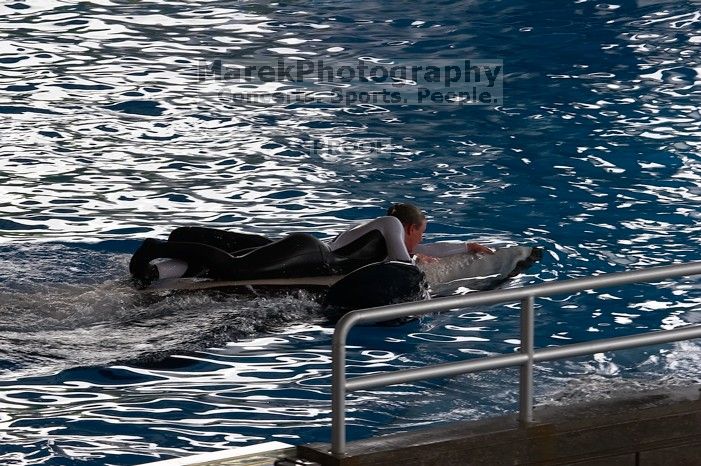 Shamu and Namu in the Believe show at Sea World, San Antonio.

Filename: SRM_20060423_124456_4.jpg
Aperture: f/10.0
Shutter Speed: 1/200
Body: Canon EOS 20D
Lens: Canon EF 80-200mm f/2.8 L
