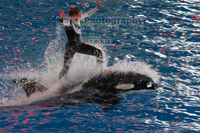 Shamu and Namu in the Believe show at Sea World, San Antonio.

Filename: SRM_20060423_124948_7.jpg
Aperture: f/5.6
Shutter Speed: 1/200
Body: Canon EOS 20D
Lens: Canon EF 80-200mm f/2.8 L