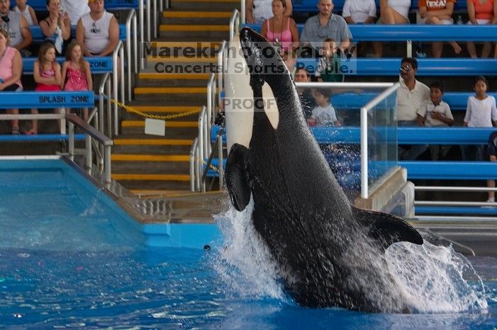 Shamu and Namu in the Believe show at Sea World, San Antonio.

Filename: SRM_20060423_123452_0.jpg
Aperture: f/5.0
Shutter Speed: 1/200
Body: Canon EOS 20D
Lens: Canon EF 80-200mm f/2.8 L