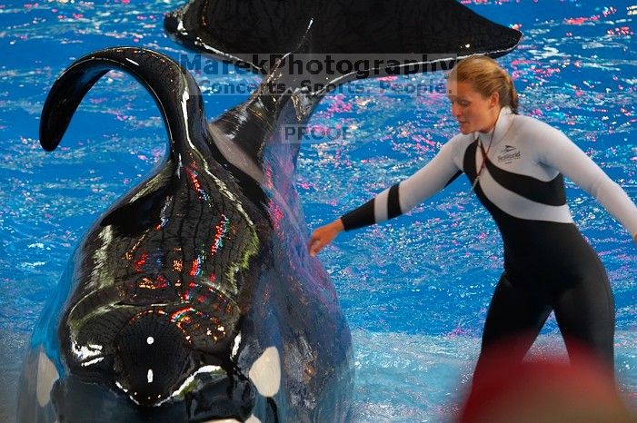 Shamu and Namu in the Believe show at Sea World, San Antonio.

Filename: SRM_20060423_125712_9.jpg
Aperture: f/4.0
Shutter Speed: 1/320
Body: Canon EOS 20D
Lens: Canon EF 80-200mm f/2.8 L
