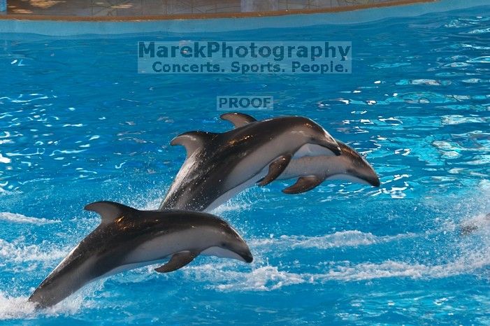 Dolphins in the "Viva" show at Sea World, San Antonio.

Filename: SRM_20060423_142354_8.jpg
Aperture: f/4.5
Shutter Speed: 1/320
Body: Canon EOS 20D
Lens: Canon EF 80-200mm f/2.8 L