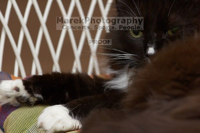Beth's cats, Zoe and Lucy, lounging around.

Filename: SRM_20060408_164150_5.jpg
Aperture: f/5.0
Shutter Speed: 1/200
Body: Canon EOS 20D
Lens: Canon EF 80-200mm f/2.8 L