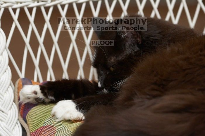 Beth's cats, Zoe and Lucy, lounging around.

Filename: SRM_20060408_164156_6.jpg
Aperture: f/5.0
Shutter Speed: 1/200
Body: Canon EOS 20D
Lens: Canon EF 80-200mm f/2.8 L