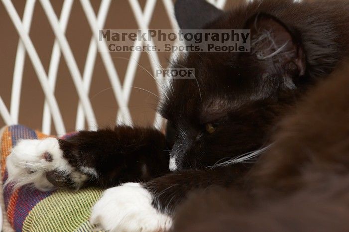 Beth's cats, Zoe and Lucy, lounging around.

Filename: SRM_20060408_164216_8.jpg
Aperture: f/5.0
Shutter Speed: 1/250
Body: Canon EOS 20D
Lens: Canon EF 80-200mm f/2.8 L
