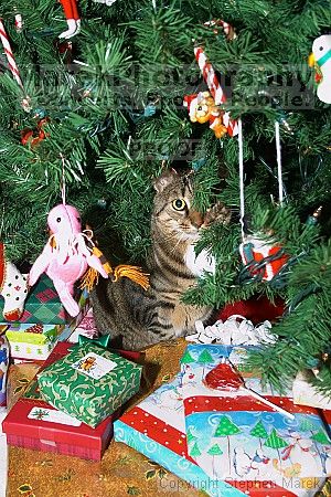 

Filename: crw_6059_std.jpg
Aperture: f/5.0
Shutter Speed: 1/200
Body: Canon EOS DIGITAL REBEL
Lens: Canon EF-S 18-55mm f/3.5-5.6