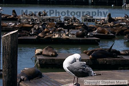 

Filename: crw_0160_std.jpg
Aperture: f/8.0
Shutter Speed: 1/320
Body: Canon EOS DIGITAL REBEL
Lens: Canon EF 80-200mm f/2.8 L