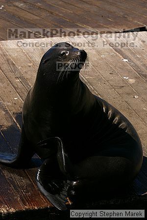 

Filename: img_0175_std.jpg
Aperture: f/8.0
Shutter Speed: 1/320
Body: Canon EOS DIGITAL REBEL
Lens: Canon EF 80-200mm f/2.8 L