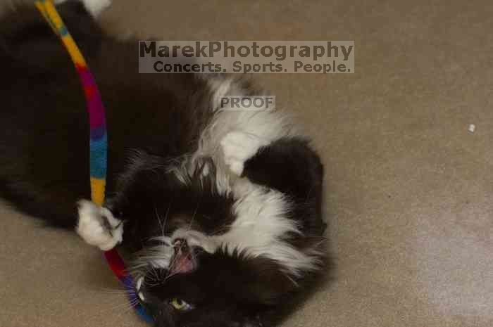 1020409145

Filename: SRM_20060115_212004_2.jpg
Aperture: f/4.0
Shutter Speed: 1/200
Body: Canon EOS 20D
Lens: Canon EF 80-200mm f/2.8 L