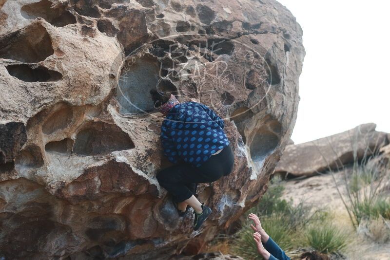 Bouldering in Hueco Tanks on 02/09/2019 with Blue Lizard Climbing and Yoga

Filename: SRM_20190209_1010490.jpg
Aperture: f/3.5
Shutter Speed: 1/500
Body: Canon EOS-1D Mark II
Lens: Canon EF 50mm f/1.8 II
