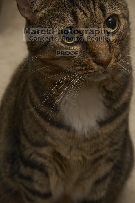 1020409145

Filename: SRM_20051225_132914_8.jpg
Aperture: f/8.0
Shutter Speed: 1/125
Body: Canon EOS 20D
Lens: Canon EF-S 18-55mm f/3.5-5.6