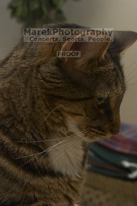 1020409145

Filename: SRM_20051224_234212_7.jpg
Aperture: f/8.0
Shutter Speed: 1/125
Body: Canon EOS 20D
Lens: Canon EF-S 18-55mm f/3.5-5.6