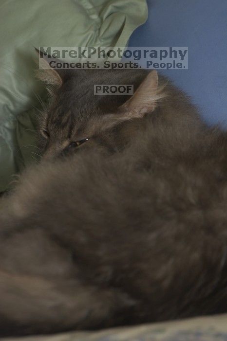 1020409145

Filename: SRM_20051223_180138_9.jpg
Aperture: f/5.0
Shutter Speed: 1/250
Body: Canon EOS 20D
Lens: Canon EF 80-200mm f/2.8 L