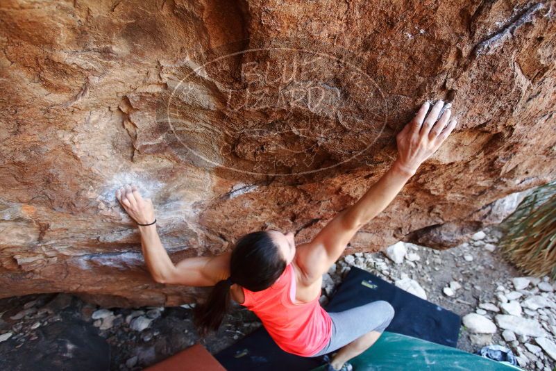 Bouldering in Hueco Tanks on 08/31/2019 with Blue Lizard Climbing and Yoga

Filename: SRM_20190831_1141590.jpg
Aperture: f/4.0
Shutter Speed: 1/250
Body: Canon EOS-1D Mark II
Lens: Canon EF 16-35mm f/2.8 L