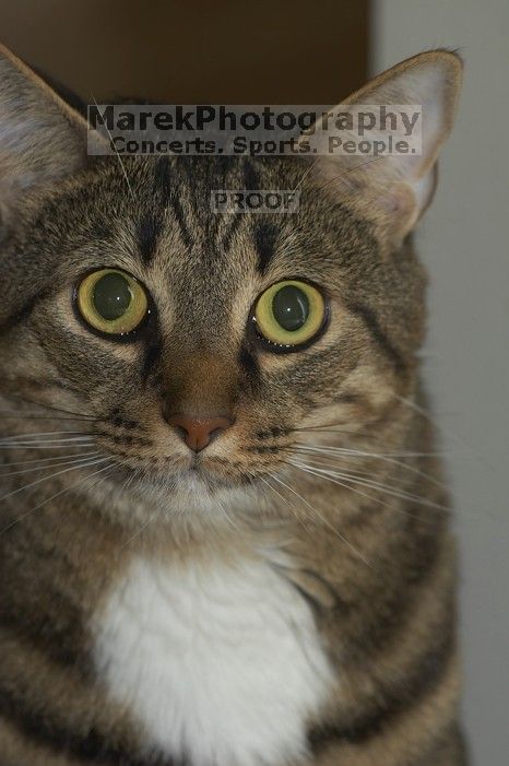 1020409145

Filename: SRM_20051223_200846_5.jpg
Aperture: f/5.0
Shutter Speed: 1/250
Body: Canon EOS 20D
Lens: Canon EF 80-200mm f/2.8 L